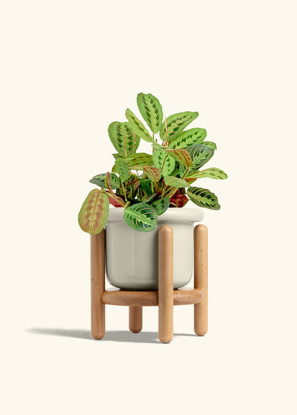 Red Prayer Plant in a 6 inches Fat Lip Oat Planter in a Beech Wood Stand