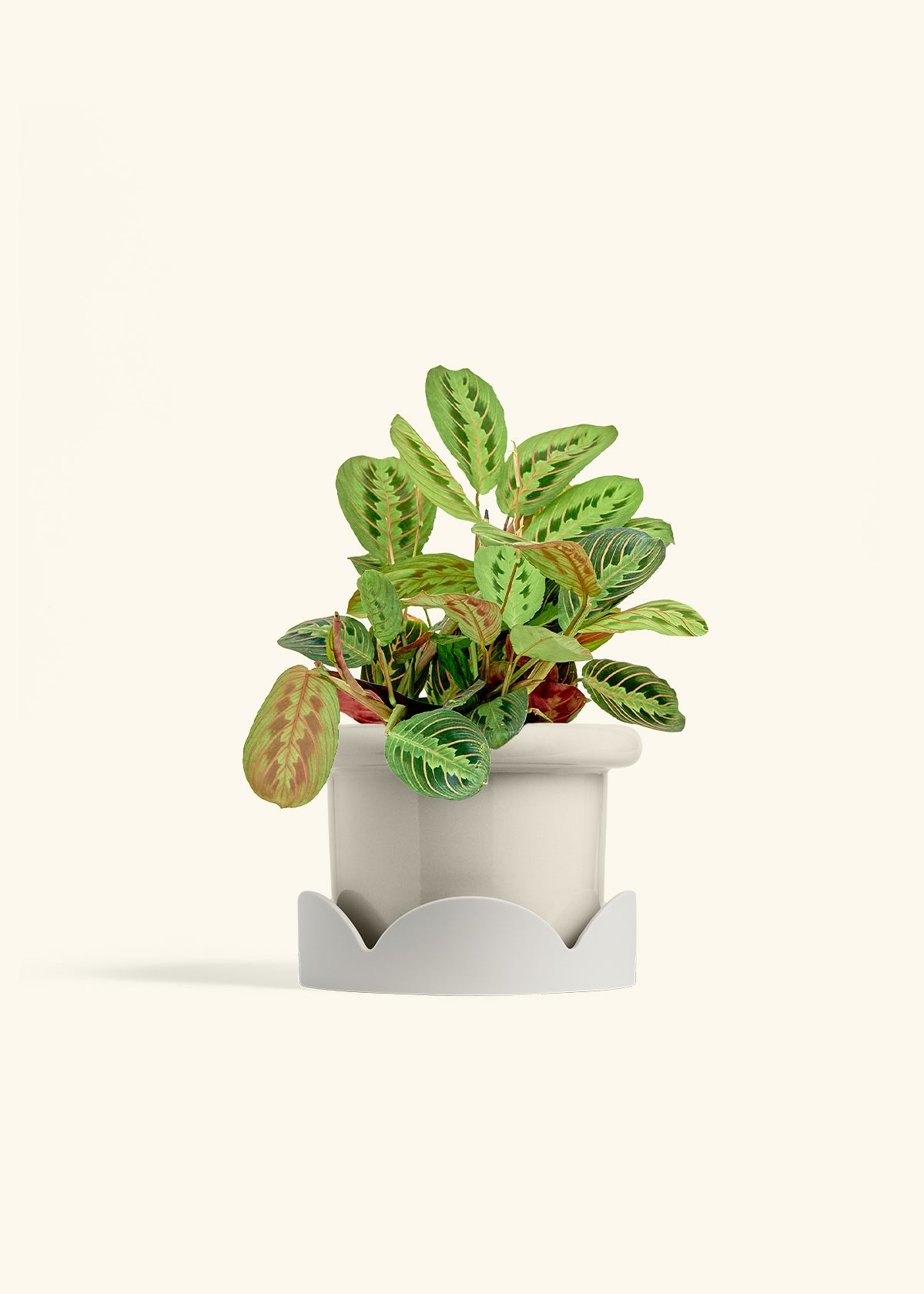 Red Prayer Plant in a 6 inches Fat Lip Oat Planter in a Oat Petal Drip Tray
