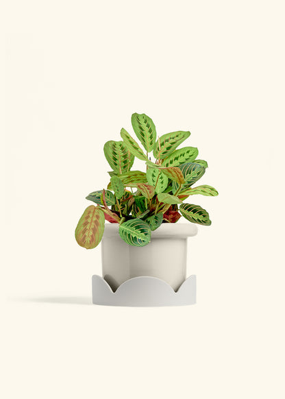 Red Prayer Plant in a 6 inches Fat Lip Oat Planter in a Oat Petal Drip Tray