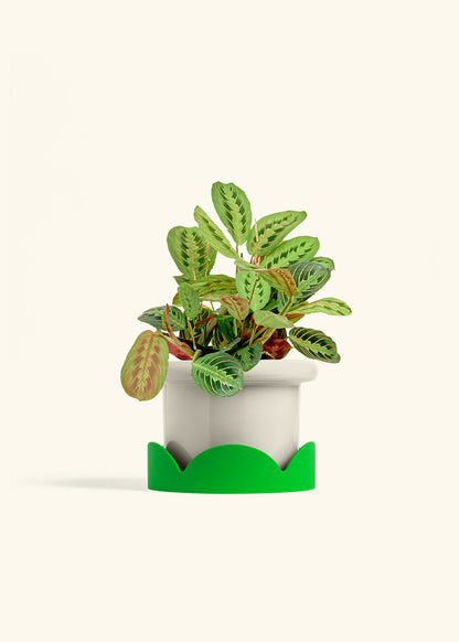 Red Prayer Plant in a 6 inches Fat Lip Oat Planter in a Shamrock Petal Drip Tray