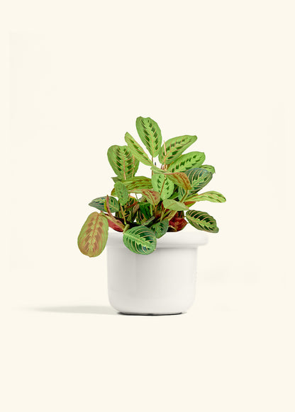 Red Prayer Plant in a 6 inches Fat Lip White Planter 
