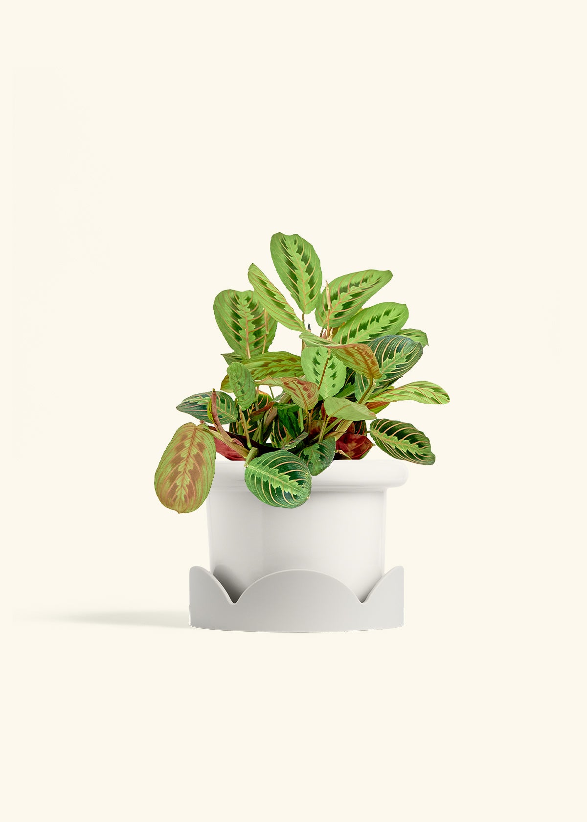 Red Prayer Plant in a 6 inches Fat Lip White Planter in a Oat Petal Drip Tray