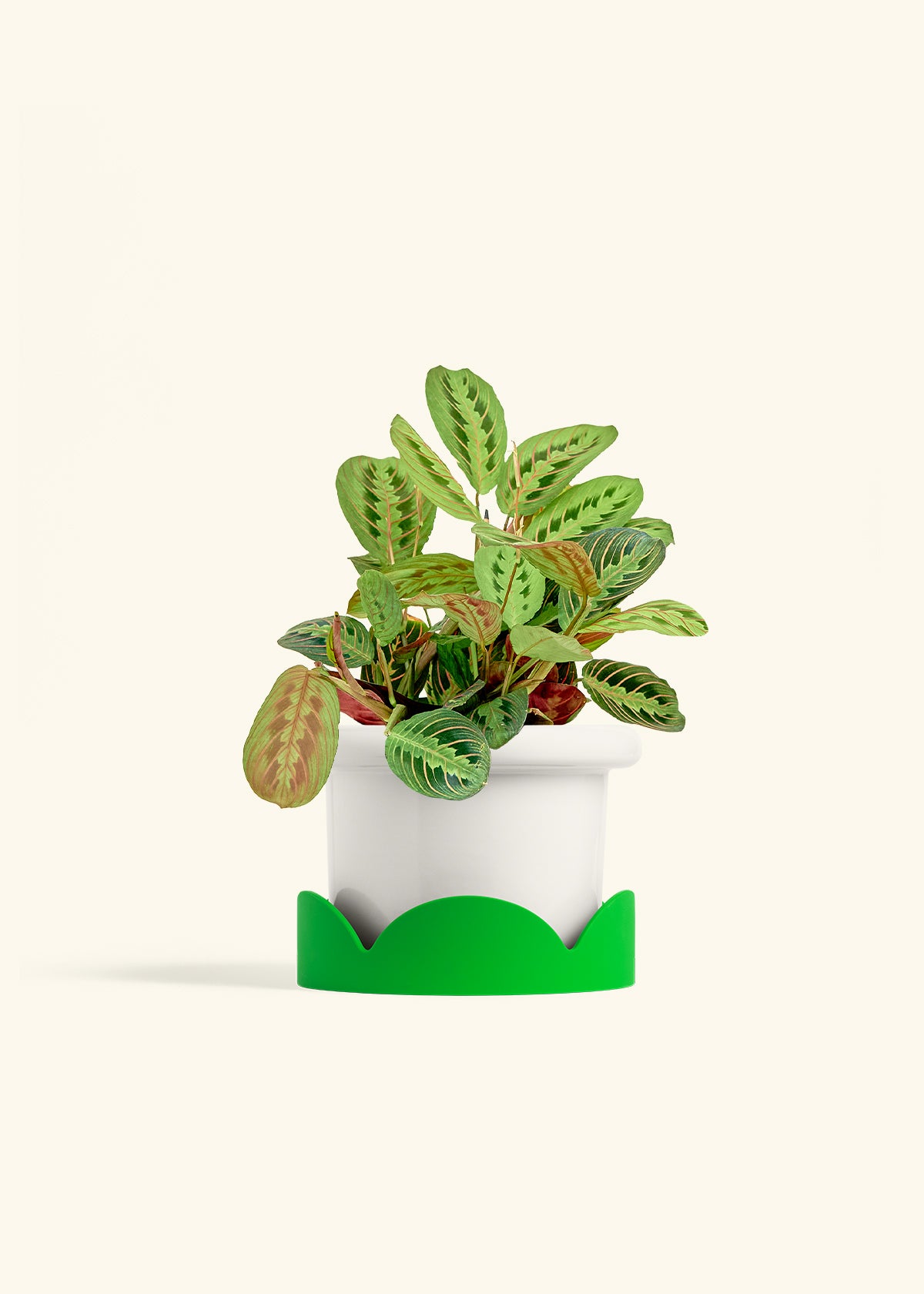Red Prayer Plant in a 6 inches Fat Lip White Planter in a Shamrock Petal Drip Tray