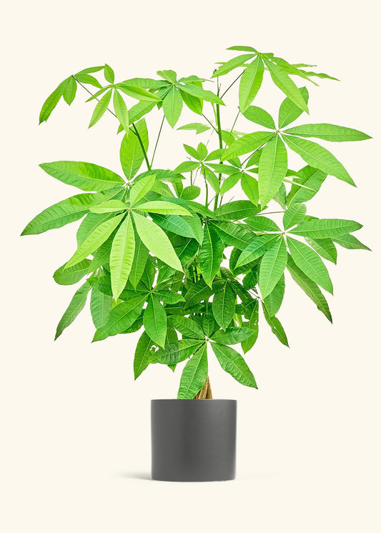 Braided Money Tree in a 10 inches Pink Classic Cylinder Planter in a Beech Wood Stand