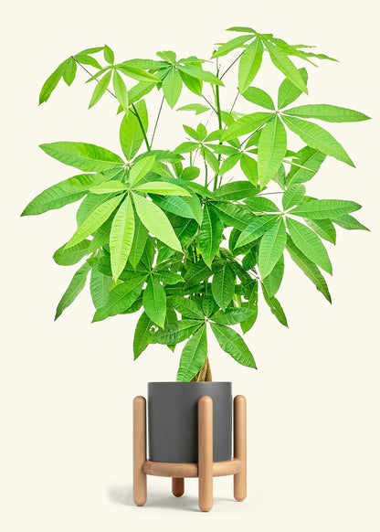 Braided Money Tree in a 10 inches Charcoal Classic Cylinder Planter in a Oat Petal Drip Tray