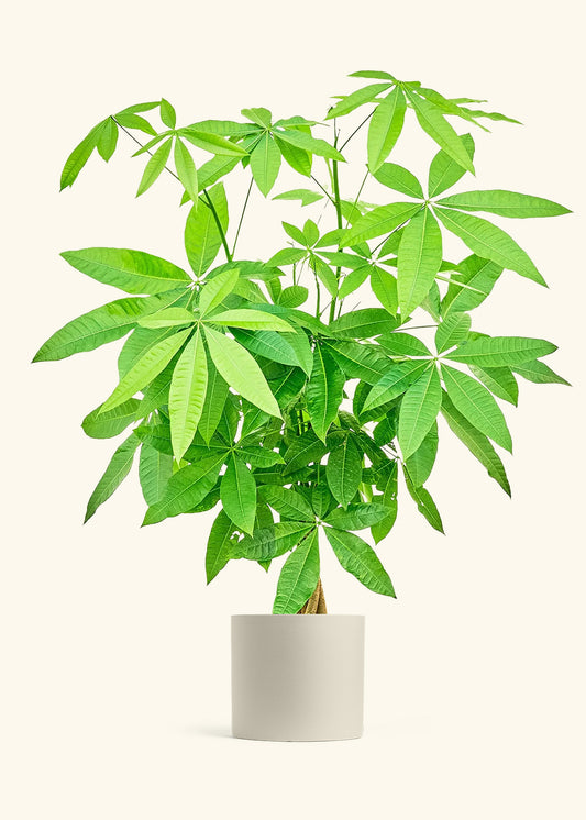 Braided Money Tree in a 10 inches Charcoal Classic Cylinder Planter in a Beech Wood Stand