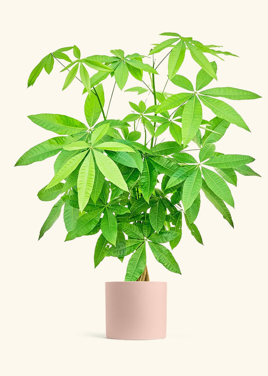 Braided Money Tree in a 10 inches White Classic Cylinder Planter in a Beech Wood Stand