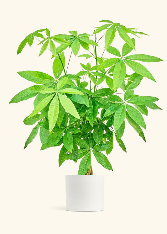 Braided Money Tree in a 10 inches Fat Lip Oat Planter in a Beech Wood Stand