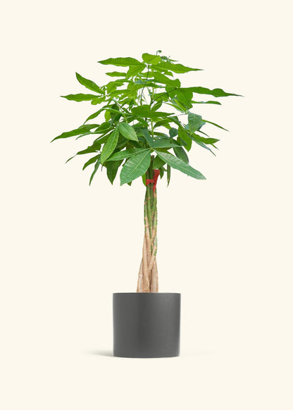 Braided Money Tree, XL