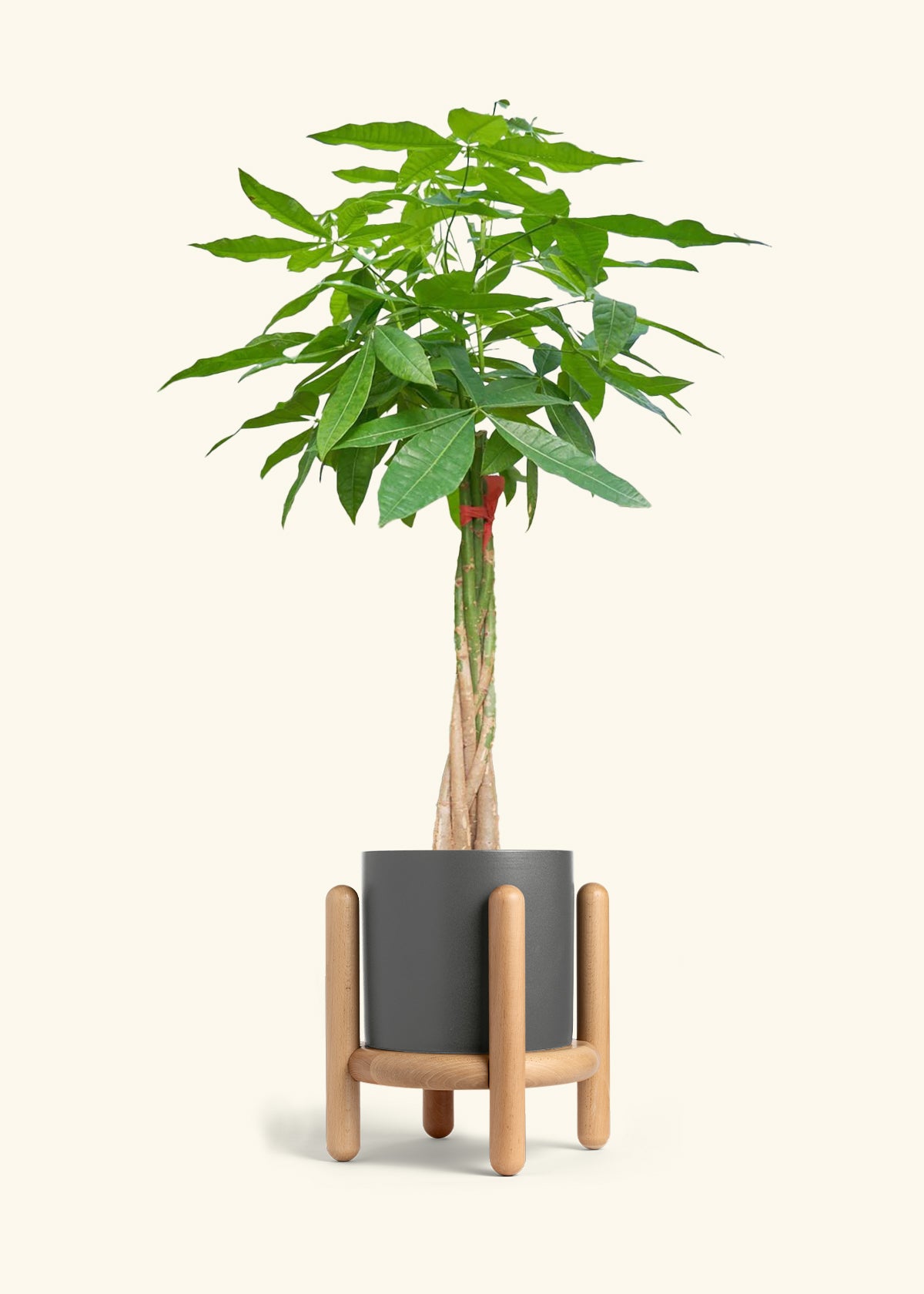 Braided Money Tree, XL