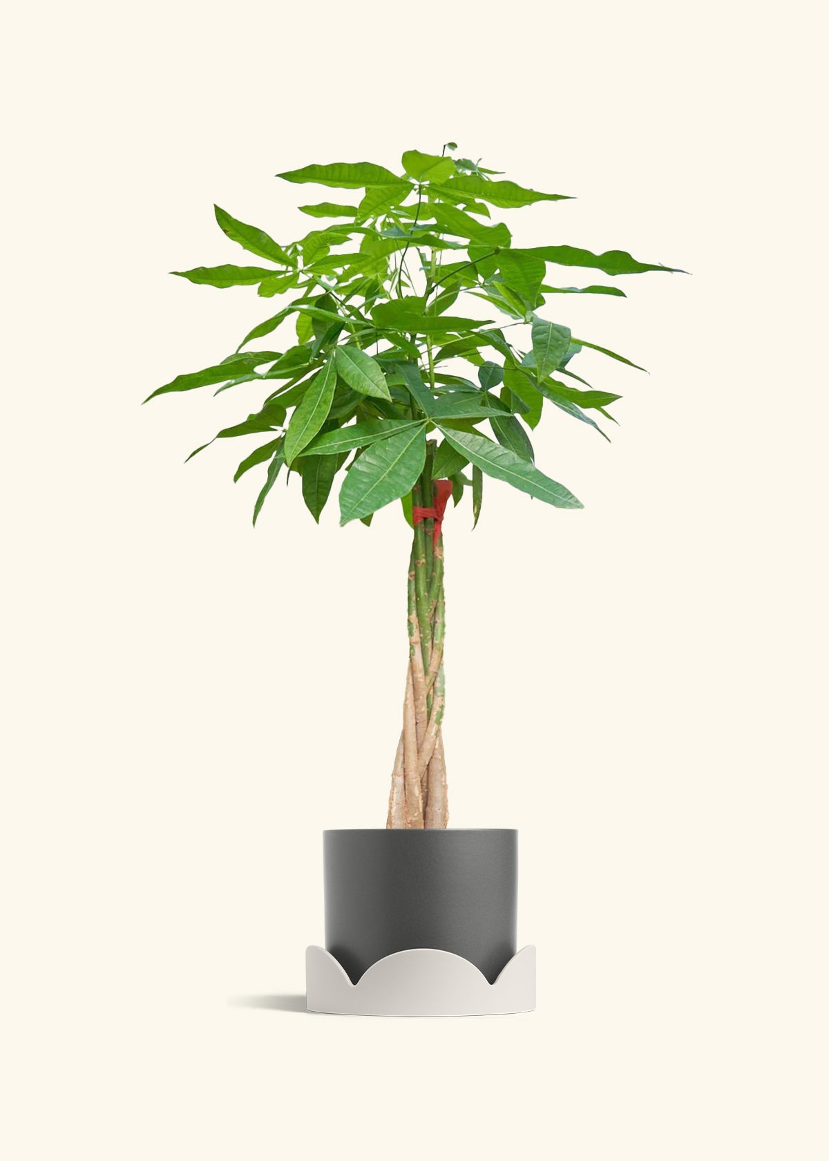 Braided Money Tree, XL