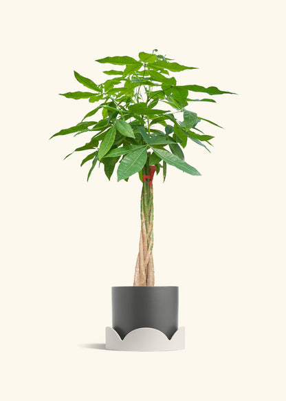 Braided Money Tree, XL