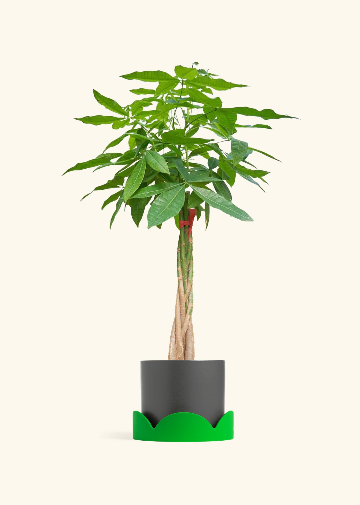 Braided Money Tree, XL