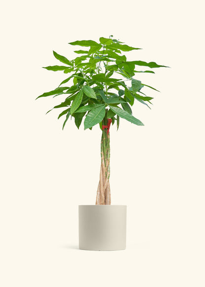 Braided Money Tree, XL