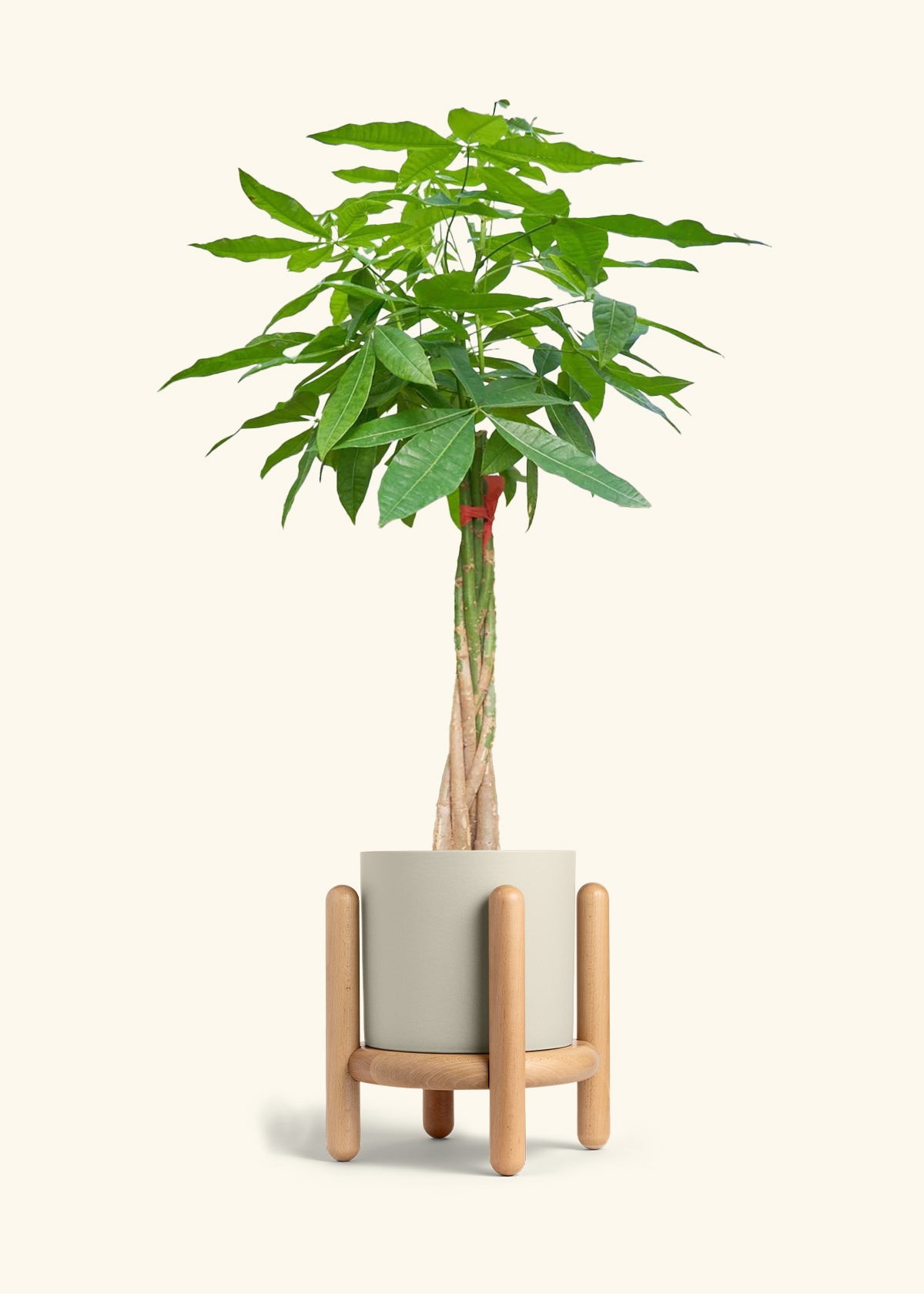 Braided Money Tree, XL