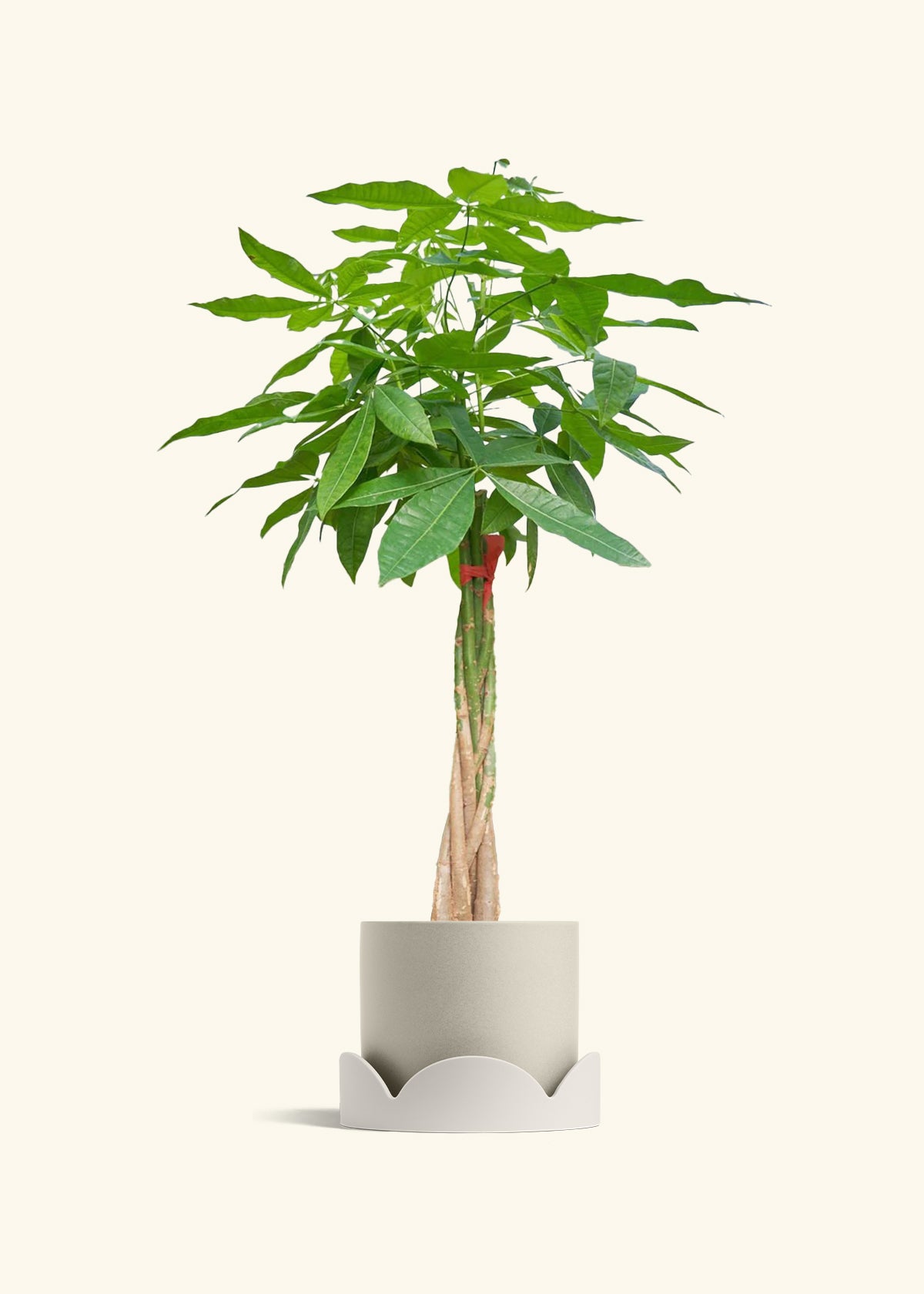 Braided Money Tree, XL
