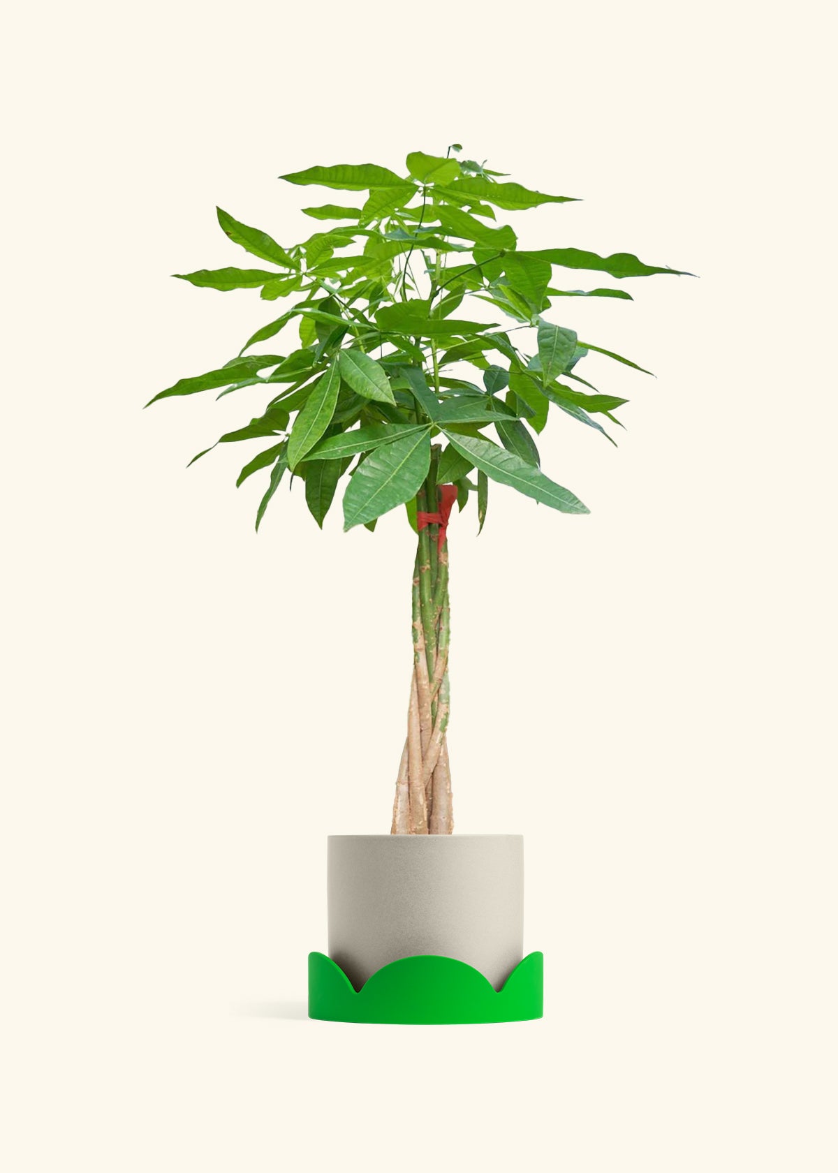Braided Money Tree, XL
