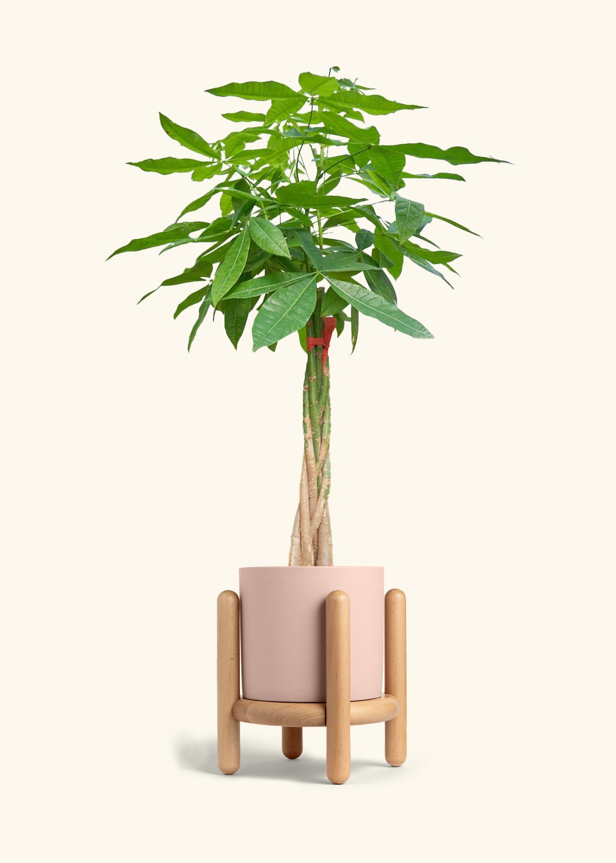 Braided Money Tree, XL