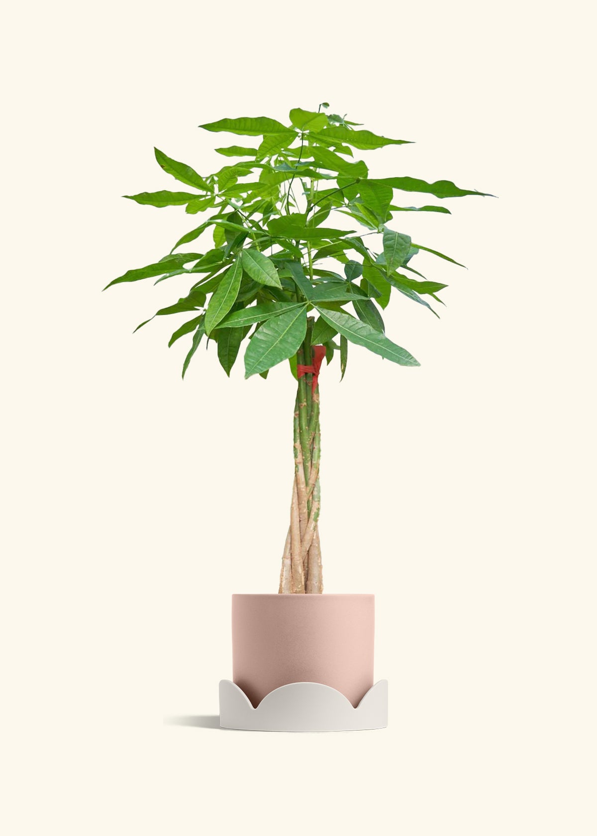 Braided Money Tree, XL