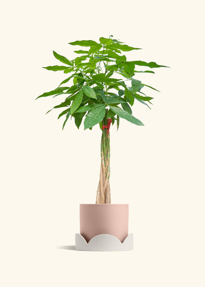 Braided Money Tree, XL