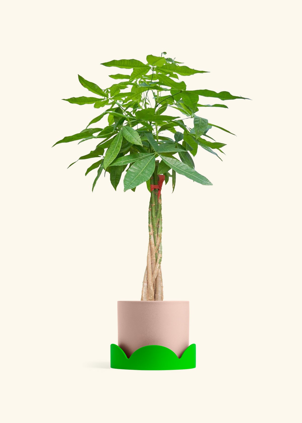 Braided Money Tree, XL