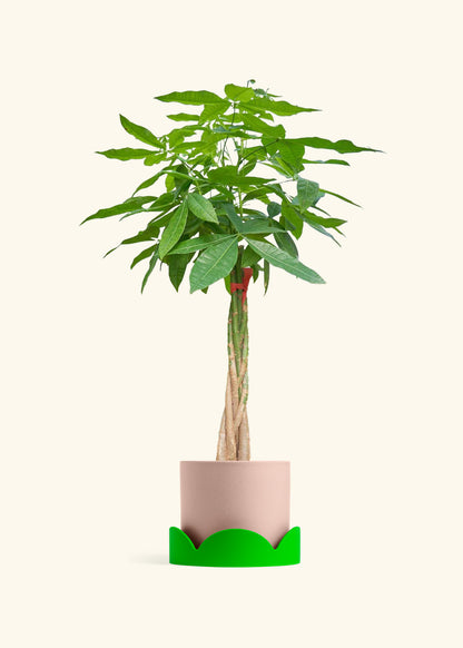Braided Money Tree, XL