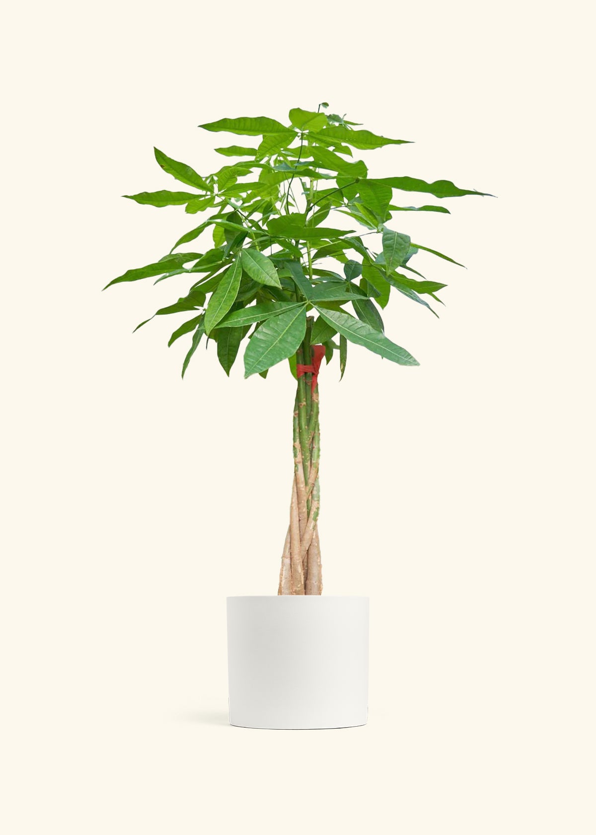 Braided Money Tree, XL