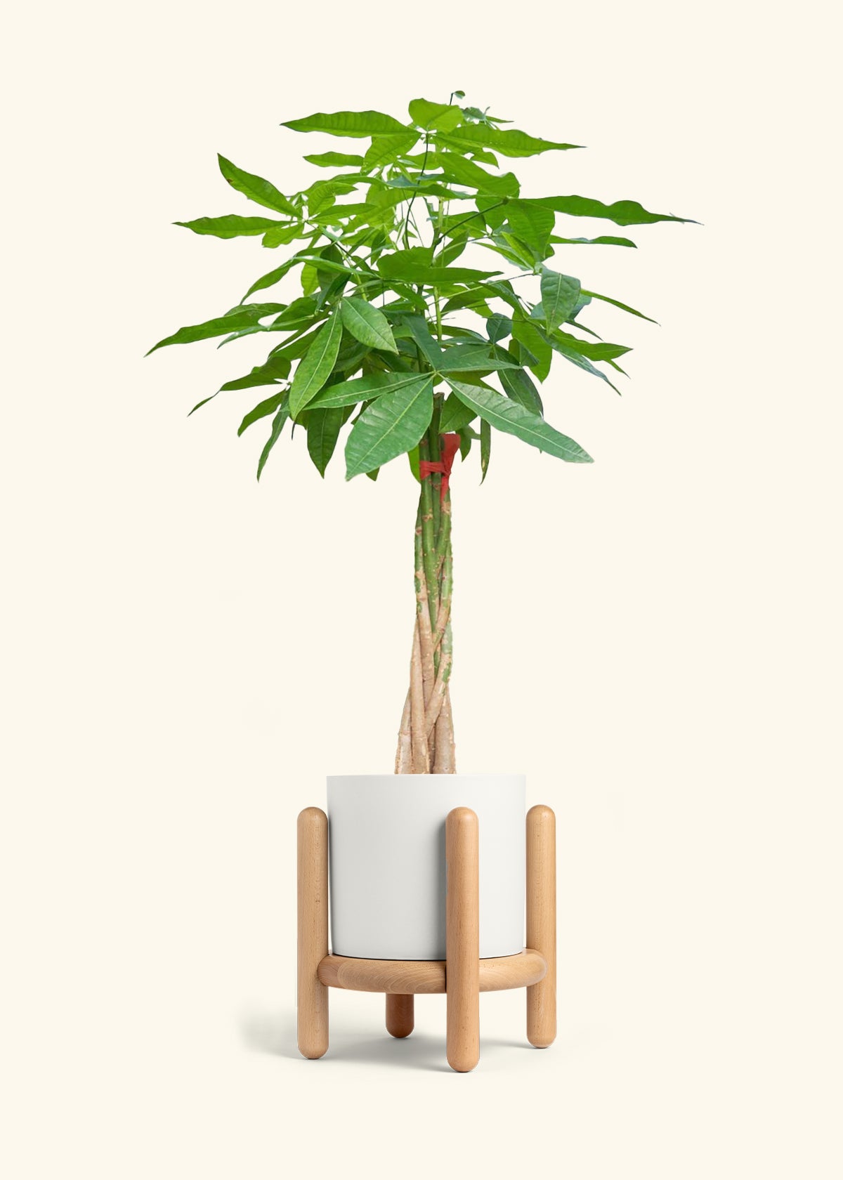 Braided Money Tree, XL