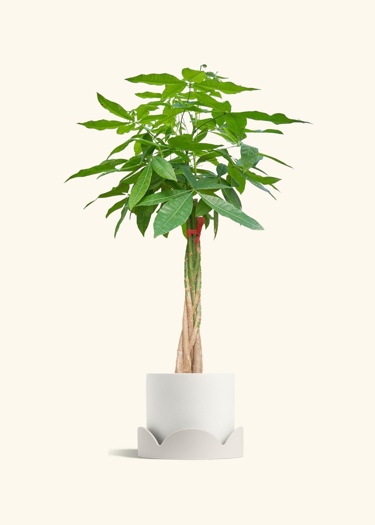 Braided Money Tree, XL