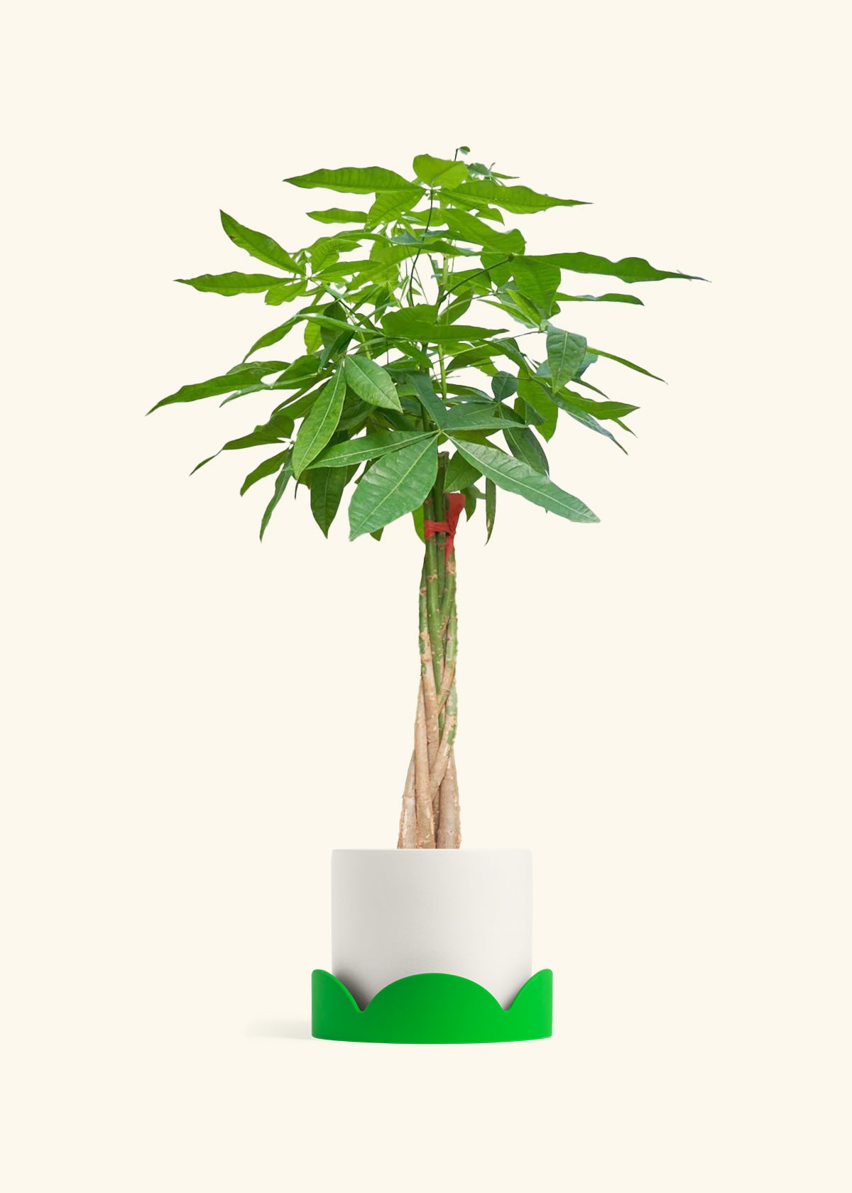 Braided Money Tree, XL