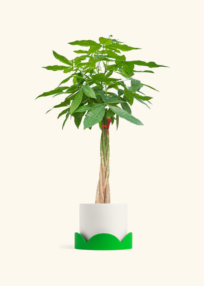 Braided Money Tree, XL