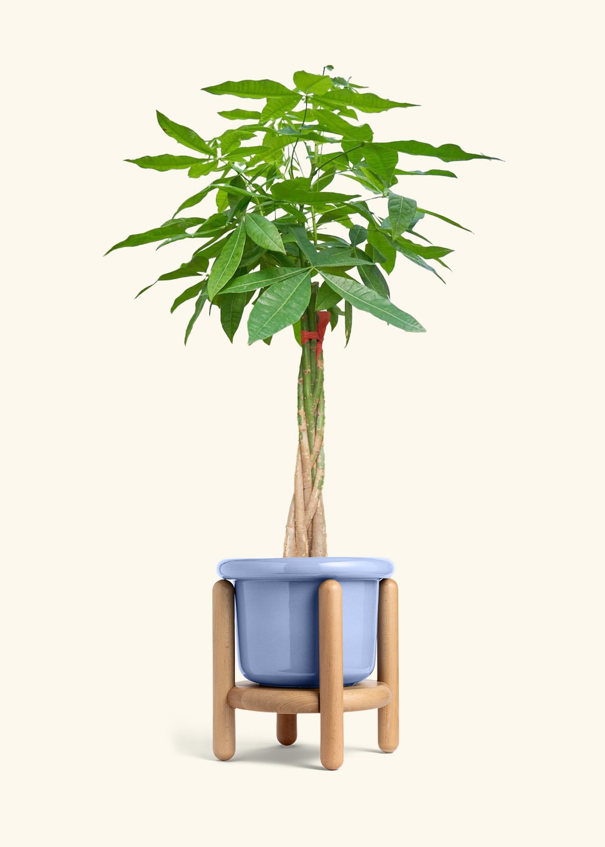 Braided Money Tree, XL