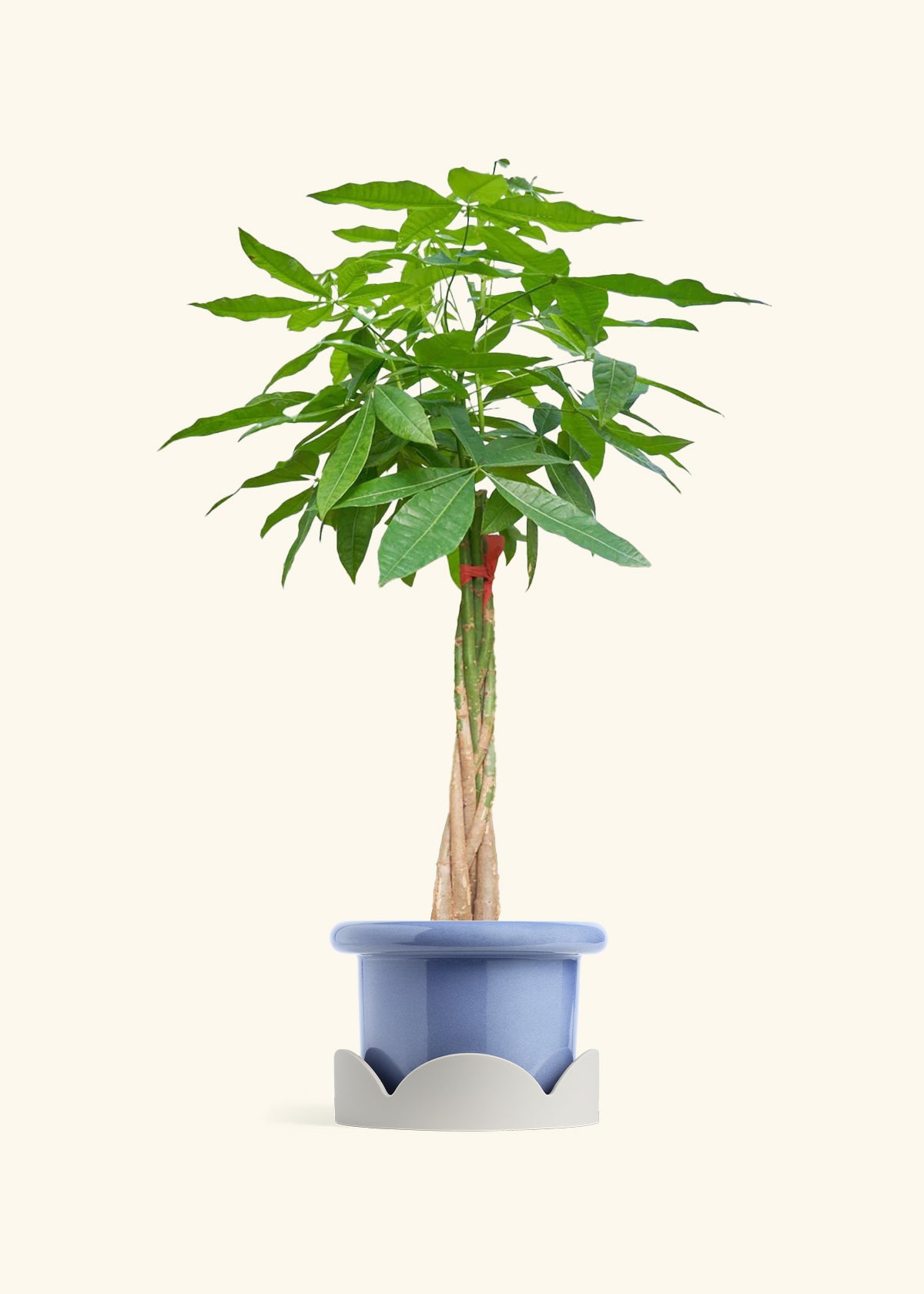 Braided Money Tree, XL