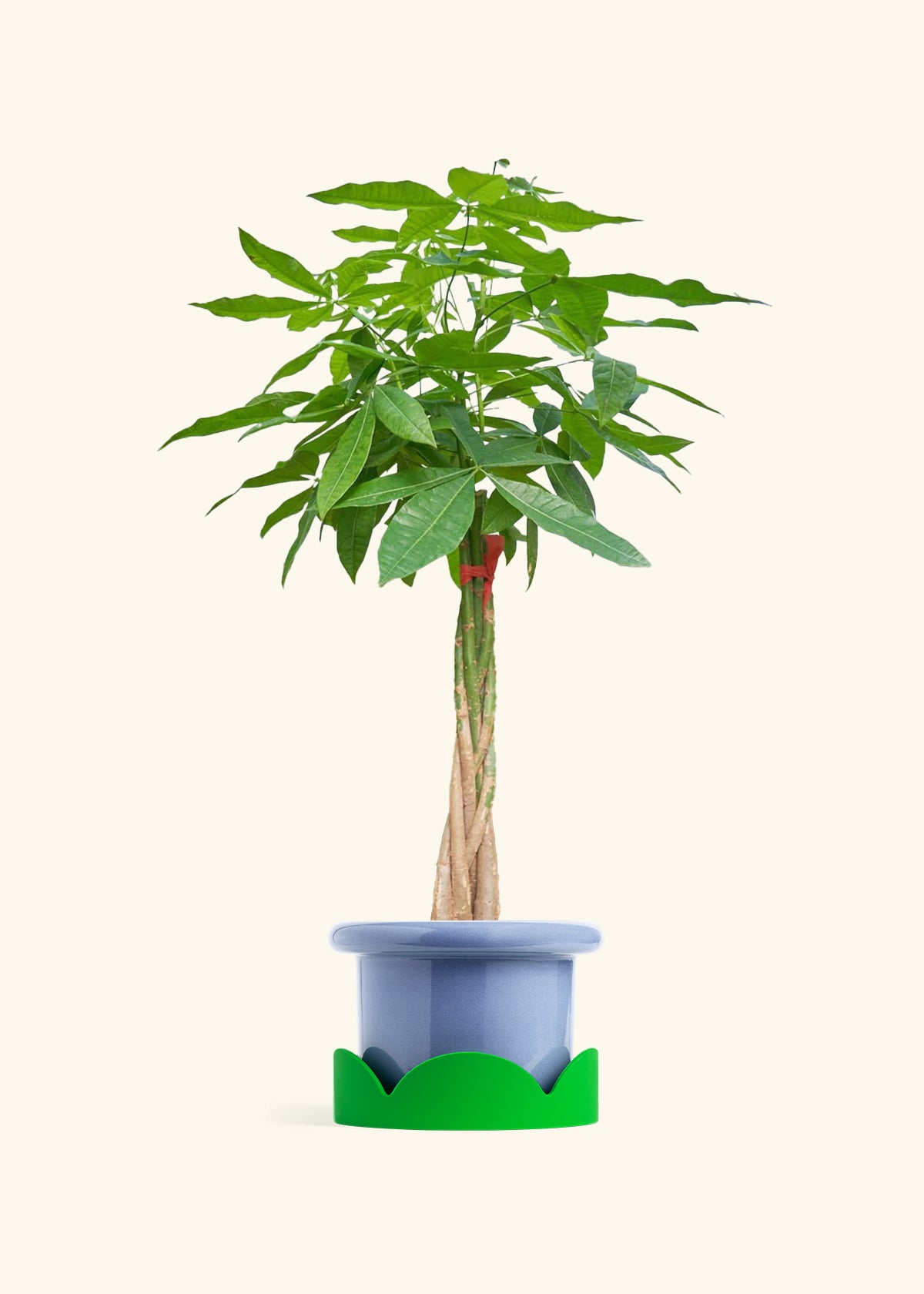 Braided Money Tree, XL