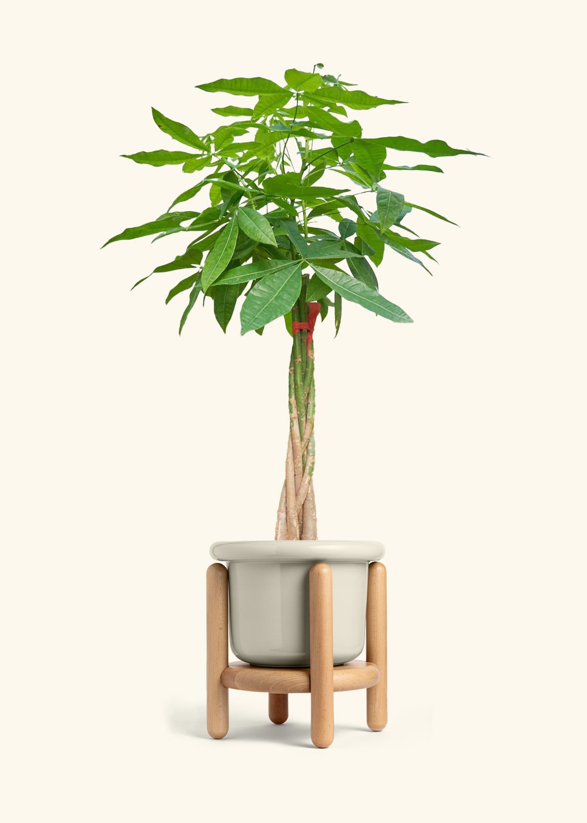 Braided Money Tree, XL