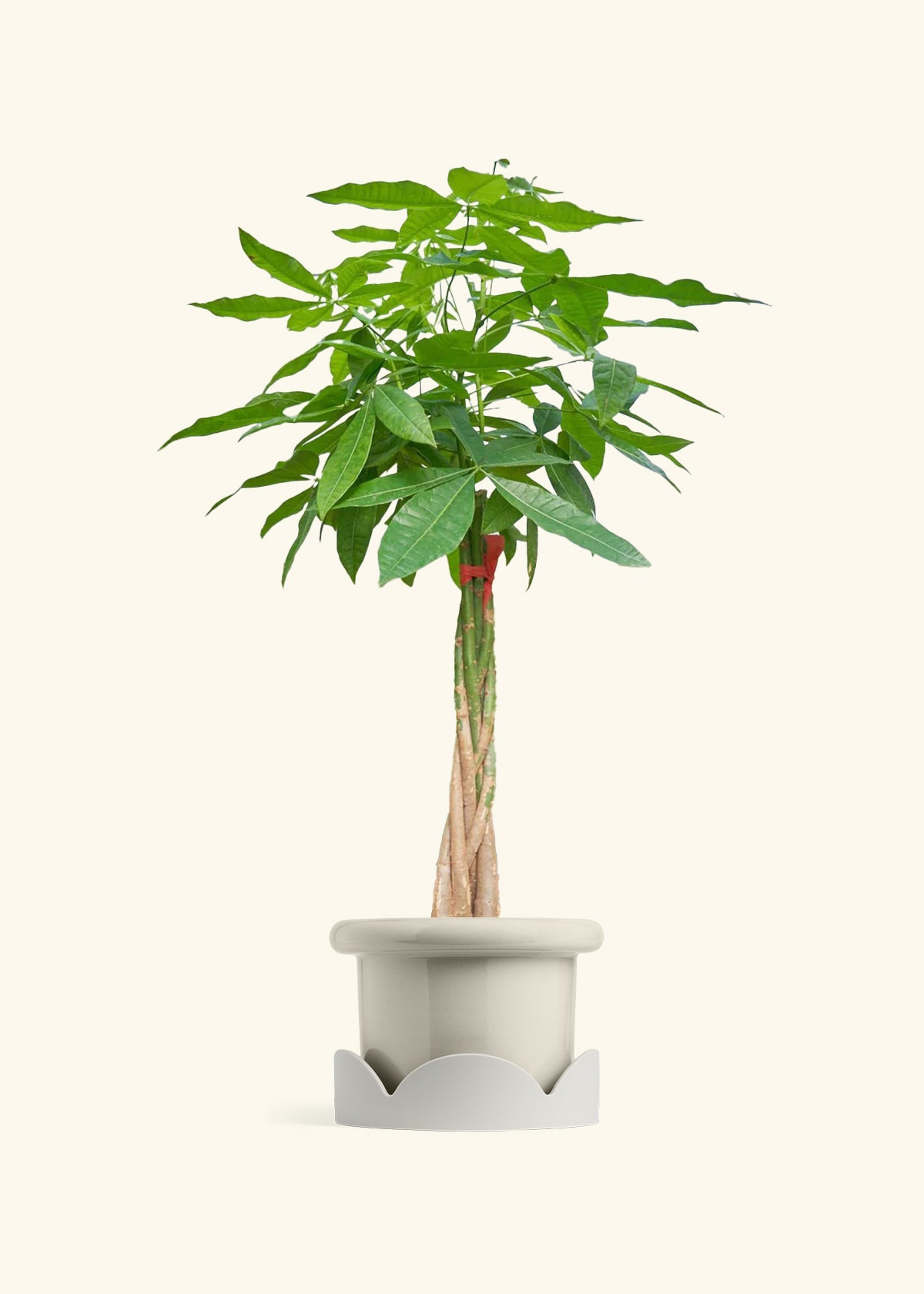 Braided Money Tree, XL