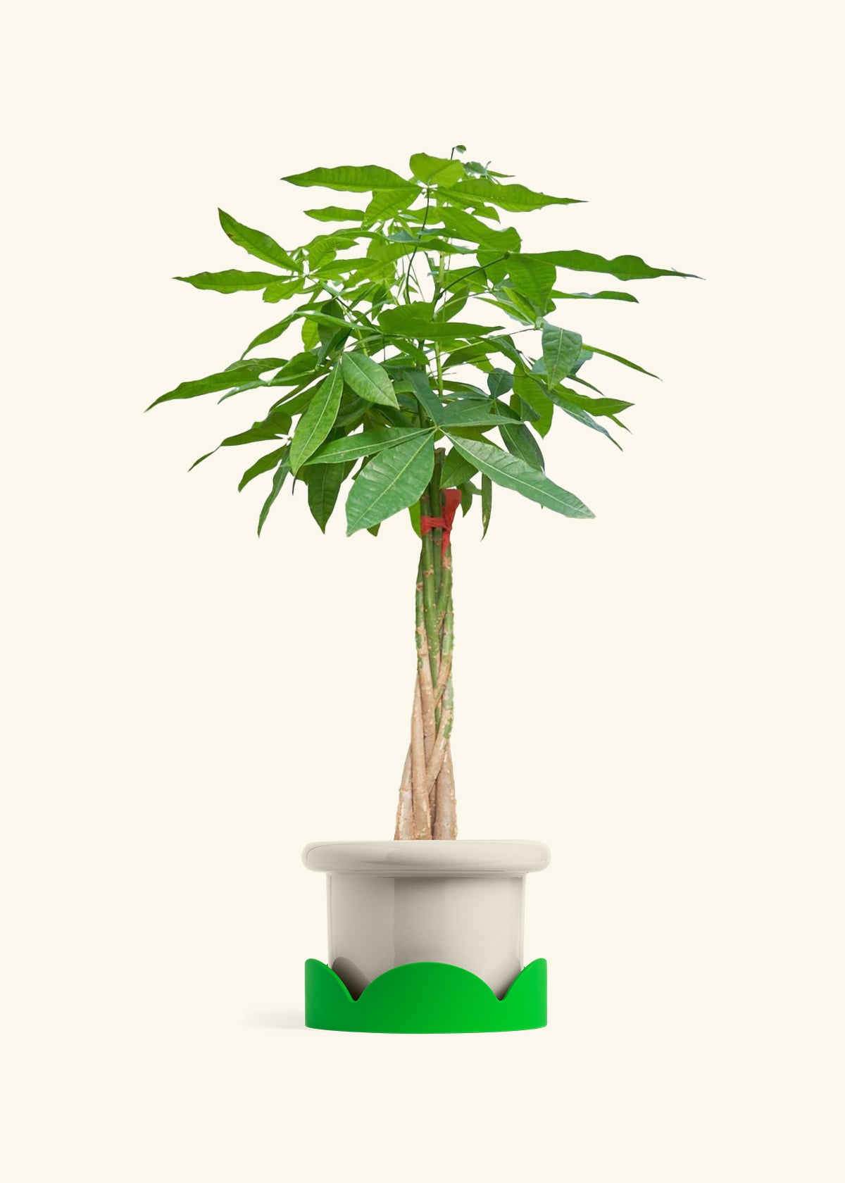 Braided Money Tree, XL