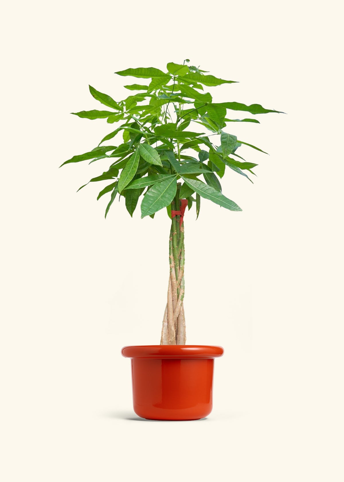 Braided Money Tree, XL