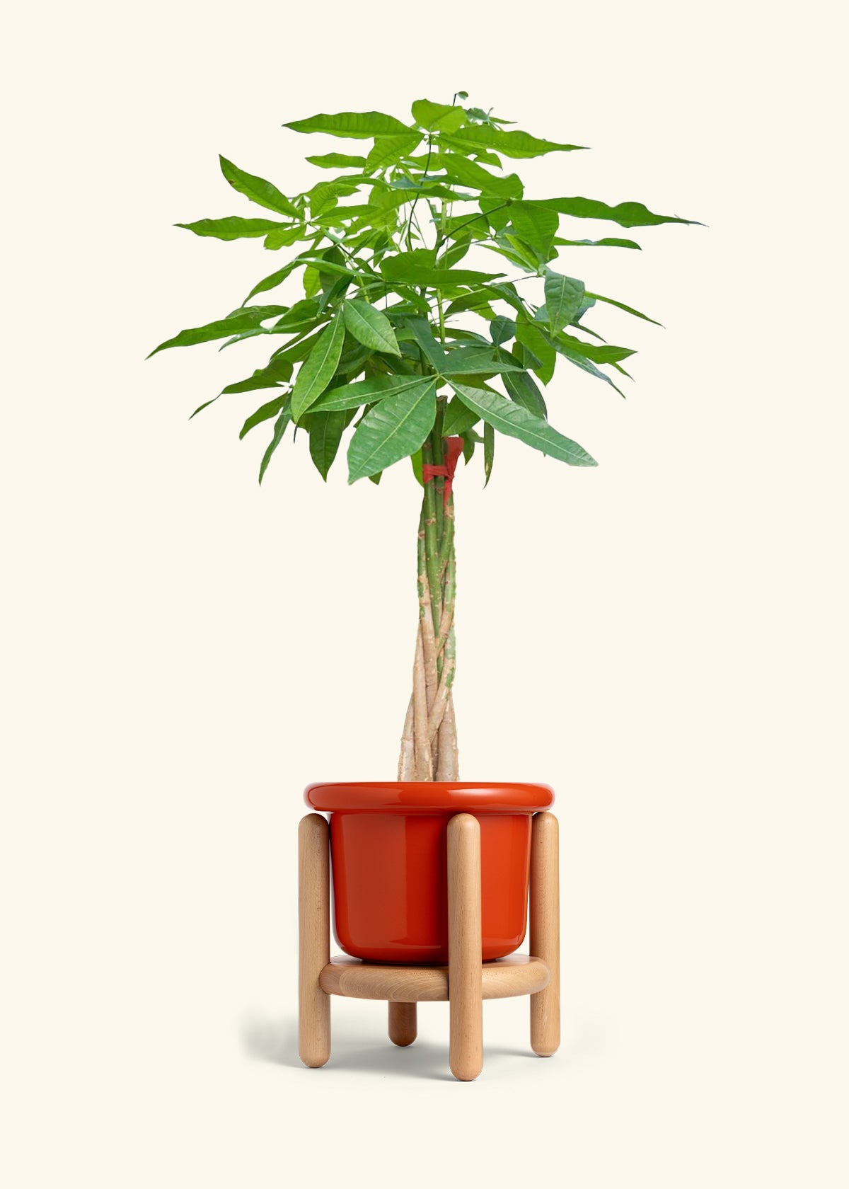 Braided Money Tree, XL
