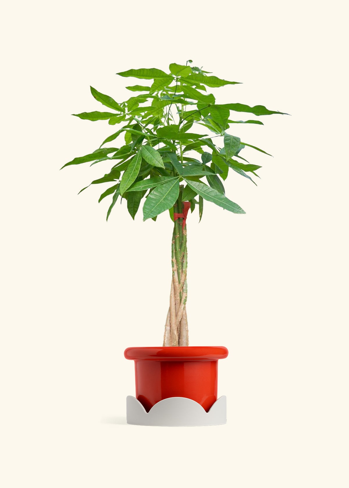 Braided Money Tree, XL
