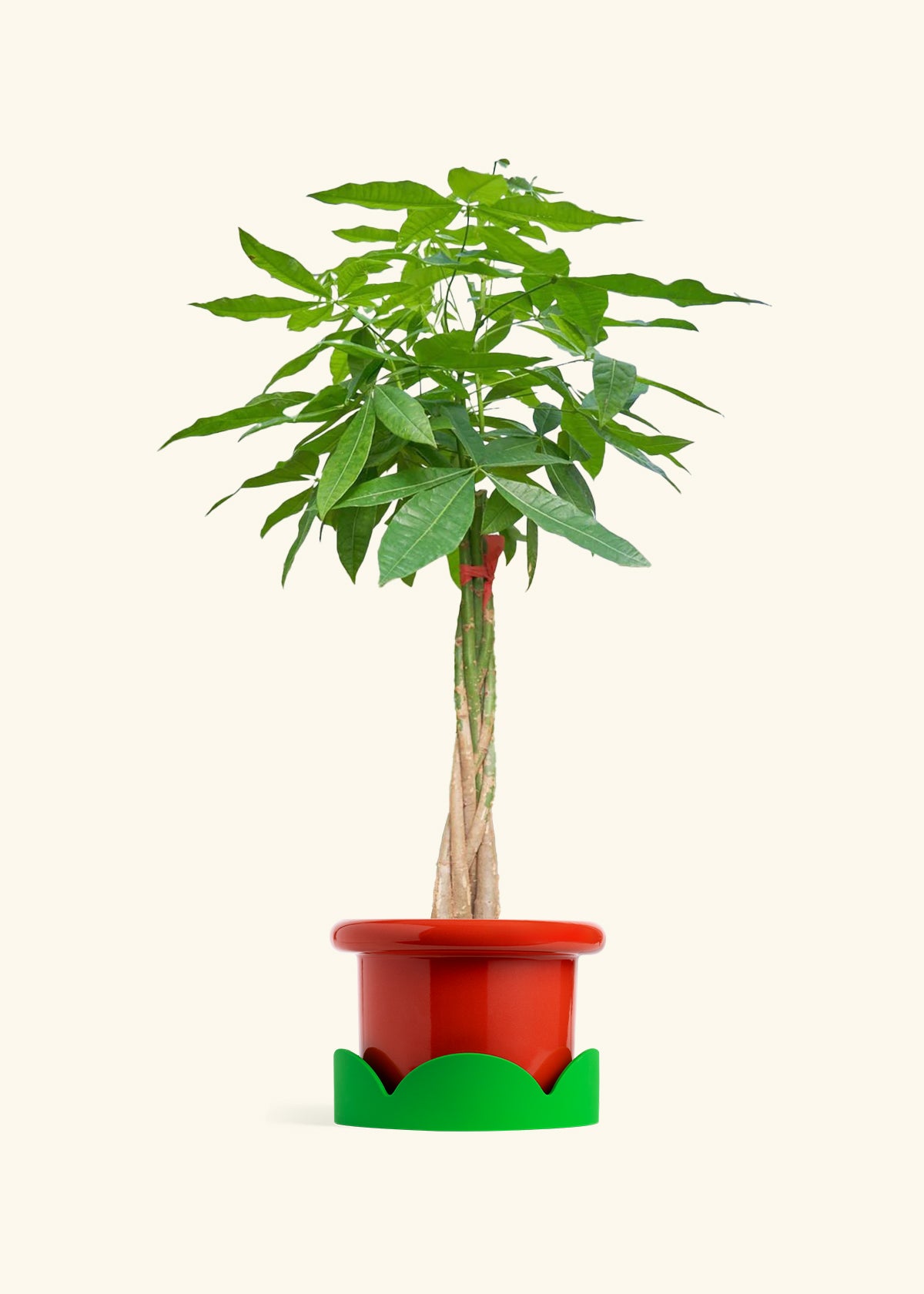 Braided Money Tree, XL