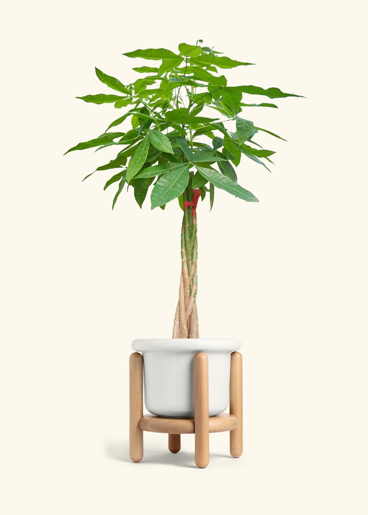 Braided Money Tree, XL