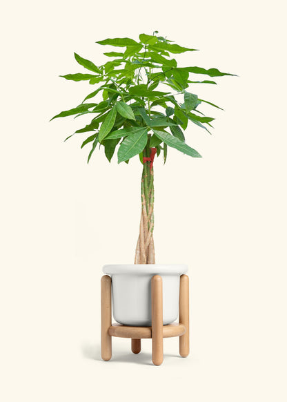 Braided Money Tree, XL
