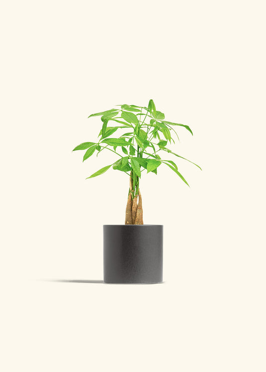 Money Tree in a 4 inches Charcoal Classic Cylinder Planter 
