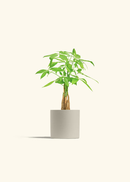 money tree braided stem Braided Money Tree – Hey Rooted