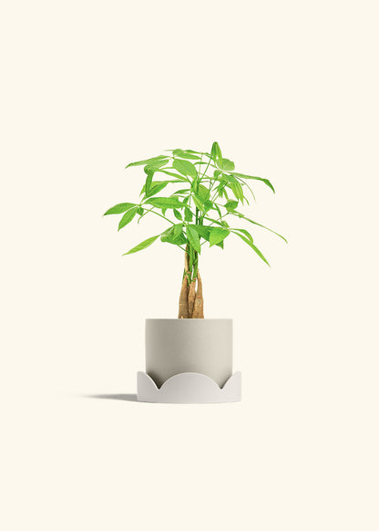 Money Tree in a 4 inches Oat Classic Cylinder Planter in a Oat Petal Drip Tray