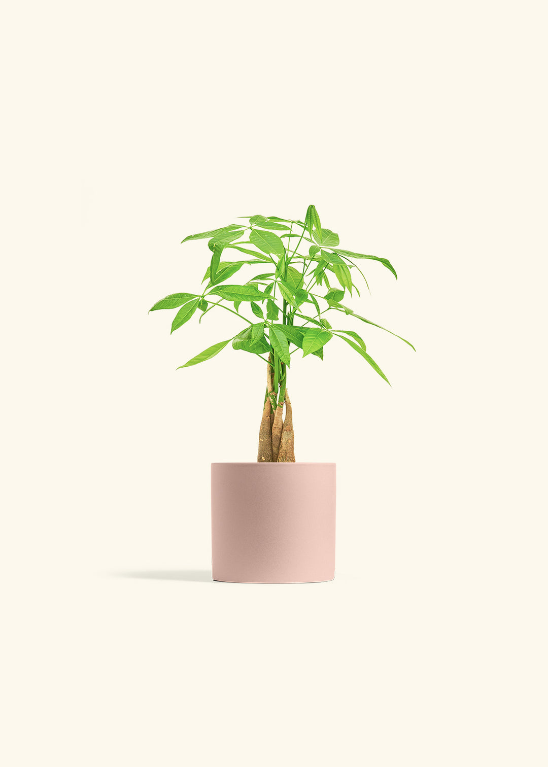Money Tree in a 4 inches Pink Classic Cylinder Planter 