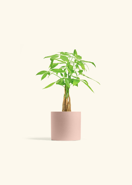 Money Tree in a 4 inches Pink Classic Cylinder Planter 