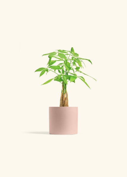 twisted stem indoor plant Braided Money Tree – Hey Rooted