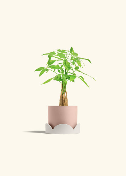 Money Tree in a 4 inches Pink Classic Cylinder Planter in a Shamrock Petal Drip Tray